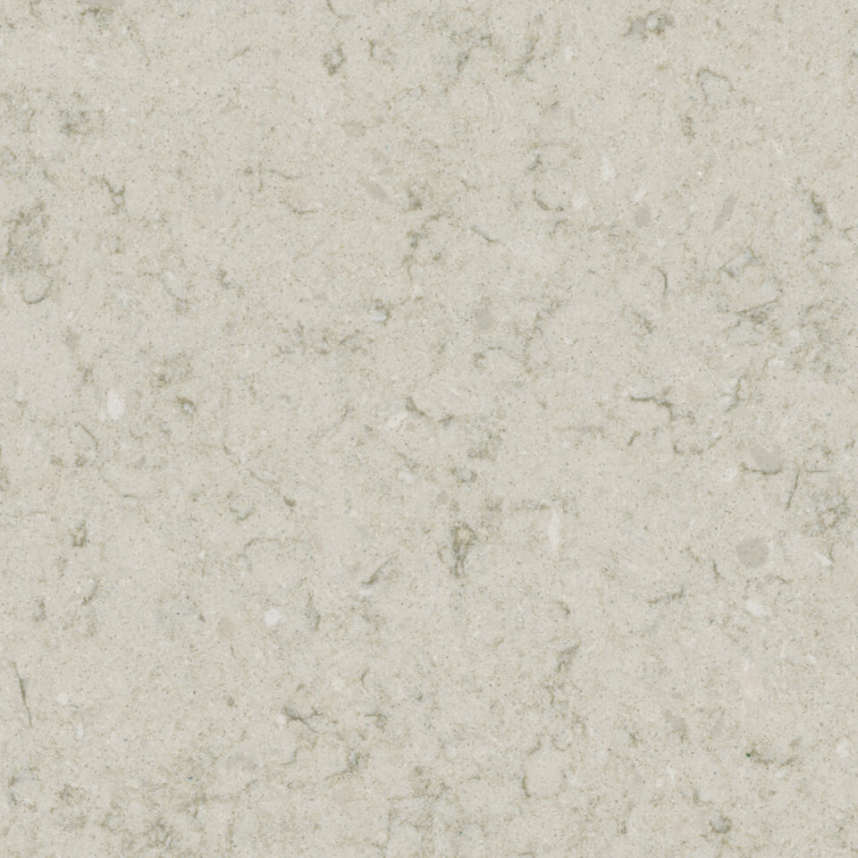 Wild Yucca Wild Yucca